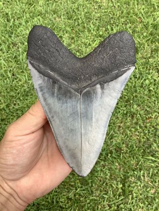Large Serrated 5.  76” Megalodon Shark Tooth 100 natural - NO restoration. 4