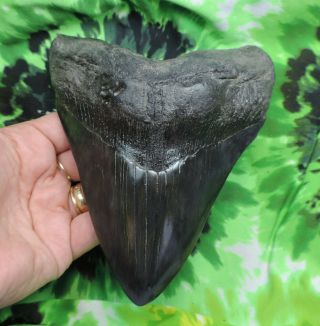 Megalodon Sharks Tooth 5 15/16  Inch Fossil Sharks Teeth Tooth