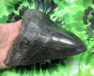 Megalodon Sharks Tooth 5 15/16  inch fossil sharks teeth tooth 2
