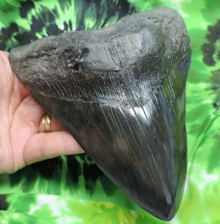 Megalodon Sharks Tooth 5 15/16  inch fossil sharks teeth tooth 3