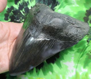 Megalodon Sharks Tooth 5 15/16  inch fossil sharks teeth tooth 4