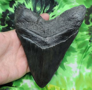 Megalodon Sharks Tooth 5 15/16  inch fossil sharks teeth tooth 6