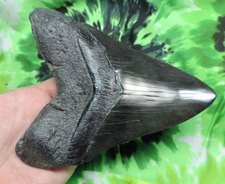 Megalodon Sharks Tooth 5 15/16  inch fossil sharks teeth tooth 7