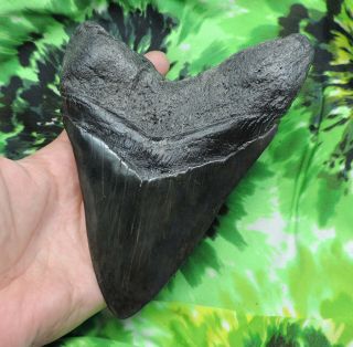 Megalodon Sharks Tooth 5 15/16  inch fossil sharks teeth tooth 8