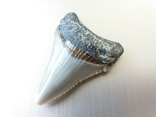 Very Rare Megalodon Shark Fossil Tooth From France,  Miocene (faluns De Touraine)