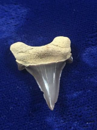 Rare Parotodus Mangyshlakensis Fossil Shark Tooth Kazakhstan