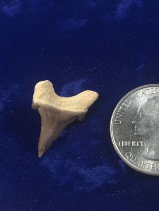 Rare Parotodus Mangyshlakensis Fossil Shark Tooth Kazakhstan 3