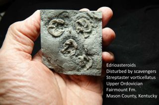 Four Big Rare Ordovician Streptaster Vorticellatus Edrioasteroids On Hardground