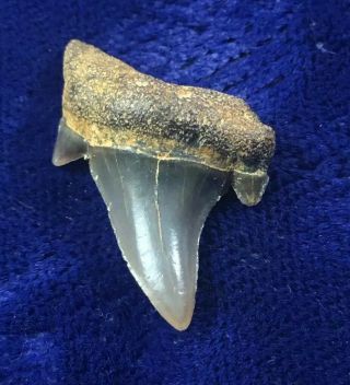 Scarce Parotodus Pavlovi Fossil Shark Tooth France