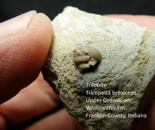 Extremely Rare Ordovician Trilobite Tricopelta Breviceps Whitewater Fm.  Indiana