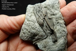 Rare Ordovician Plicodendrocrinus Casei Crinoids Together On One Slab