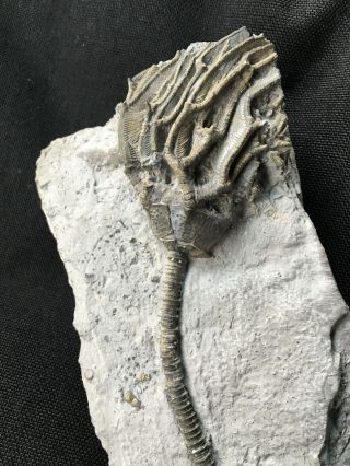 Sparkling Pyritized Crinoid From Ohio Pyrite Fossil