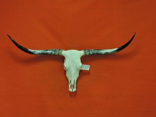 Steer Skull Mounted Horns Cow Bull Longhorns 4 Ft 9 In Skull 1839 Taxidermy
