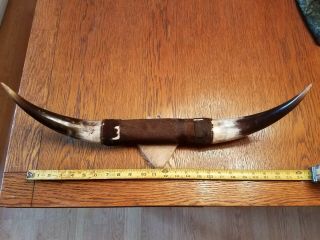 Polished 1960’s Vtg Mexican Cow Bull Mounted 23” Steer Horns Western Longhorns
