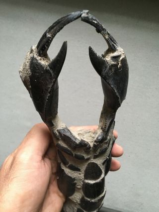 Monstrous 12 " Long Fossil Lobster From Java