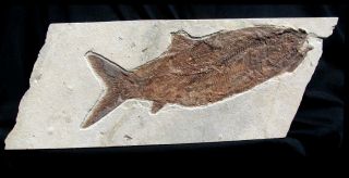 Extinctions - Huge 11.  5 " Complete Fossil Fish From Lebanon - Dinosaur Age