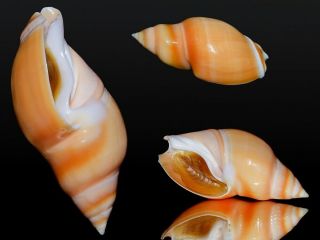Seashell Eburna Glabrata Outstanding Giant 77.  9 Mm.  F,  /gem