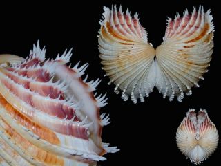Seashell Cardium Indicum Top Game For Aesthete Very Toothy 95.  6 Mm