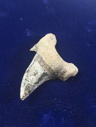 Rare Dwardius Siversoni Fossil Cretaceous Shark Tooth Australia