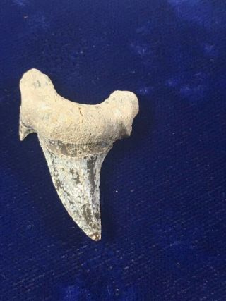 RARE Dwardius Siversoni Fossil Cretaceous Shark Tooth Australia 2