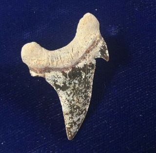 RARE Dwardius Siversoni Fossil Cretaceous Shark Tooth Australia 3