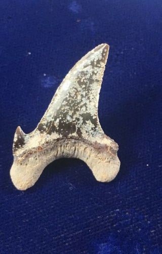 RARE Dwardius Siversoni Fossil Cretaceous Shark Tooth Australia 4
