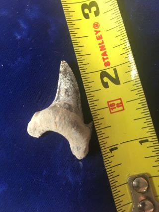 RARE Dwardius Siversoni Fossil Cretaceous Shark Tooth Australia 5