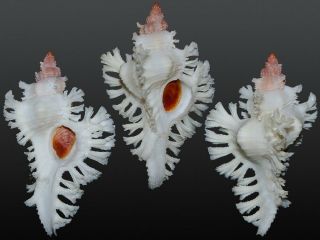 Seashell Murex Chicoreus Fosterorum Fabulous Specimen 44.  5 Mm Gem