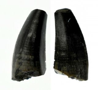 Tooth (megalosaurid Indet. ) - Dragoshells - Jp - Fossils Of Portugal