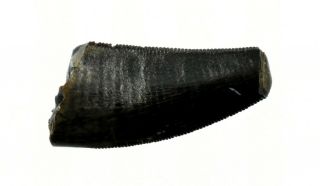 TOOTH (Megalosaurid indet. ) - dragoshells - jp - Fossils of Portugal 2