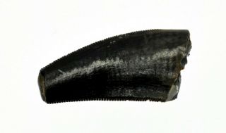 TOOTH (Megalosaurid indet. ) - dragoshells - jp - Fossils of Portugal 3