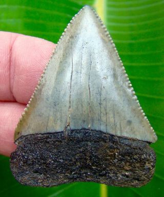 Great White Shark Tooth - 2 & 3/16 In.  Serrated - Real - No Restorations