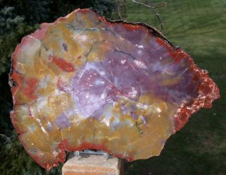 Sis: Spectacular Purple Orange & Yellow 12 " Arizona Petrified Wood Conifer Round