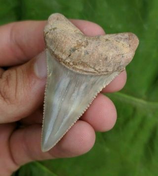 2.  20 " Fossil Great White Shark Tooth From Chile