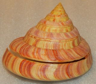 Seashell Entemnotrochus Rumphii 116x106.  2mm Still Rare