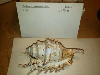 Lambis Violacea,  Swainson 1821,  Rare With Operculum 125mm