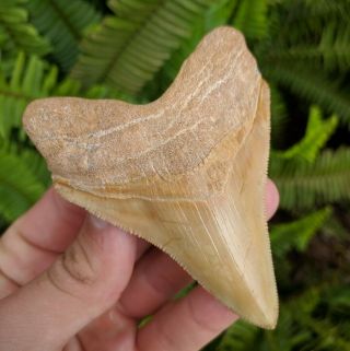 3.  48 " Golden Bone Valley Megalodon Shark Tooth Prehistoric Fossil
