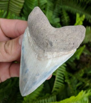 3.  35 " Dagger Bone Valley Megalodon Shark Tooth Prehistoric Fossil