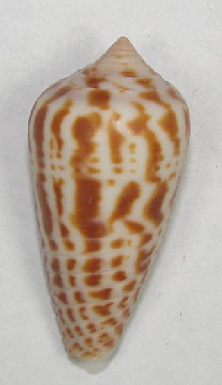 ^conus Zebra 35.  73mm Choice Very Rare Specimen Makira Is. ,  Solomon Islands