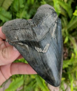 4.  37 " Museum Quality Chubutensis Shark Tooth Megalodon Ancestor All Natural