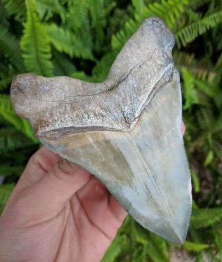 4.  64 " Museum Quality Bone Valley Megalodon Shark Tooth Prehistoric Fossil