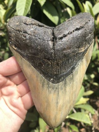 Huge Quality 5.  43” Megalodon Tooth Fossil Shark Teeth