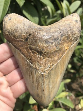 Huge Light Colored 4.  61” Megalodon Tooth Fossil Shark Teeth