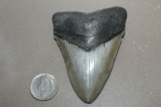 Megalodon Fossil Giant Shark Teeth Natural Large 3.  38 " Museum Quality