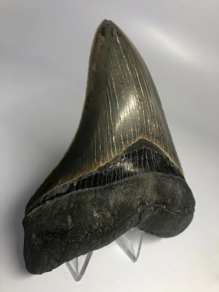 Megalodon Shark Tooth 4.  77” - Serrated - Natural Fossil 4018 2