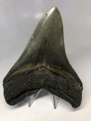 Megalodon Shark Tooth 4.  77” - Serrated - Natural Fossil 4018 4