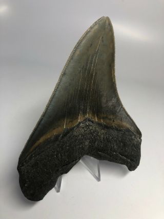 Megalodon Shark Tooth 4.  77” - Serrated - Natural Fossil 4018 5