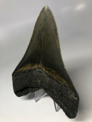 Megalodon Shark Tooth 4.  77” - Serrated - Natural Fossil 4018 6