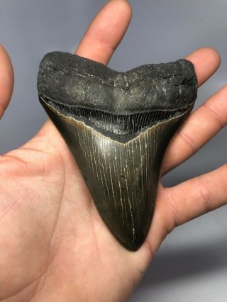 Megalodon Shark Tooth 4.  77” - Serrated - Natural Fossil 4018 7