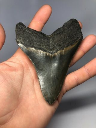 Megalodon Shark Tooth 4.  77” - Serrated - Natural Fossil 4018 8